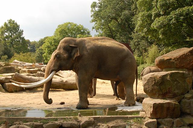 dierentuin emmen_0876